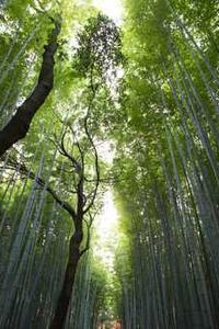 苹果电脑教育版和普通版-第1张图片-太平洋在线下载 苹果电脑教育版和普通版-第1张图片-太平洋在线下载