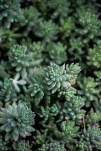 韩版小苹果红衣-第3张图片-太平洋在线下载 韩版小苹果红衣-第3张图片-太平洋在线下载