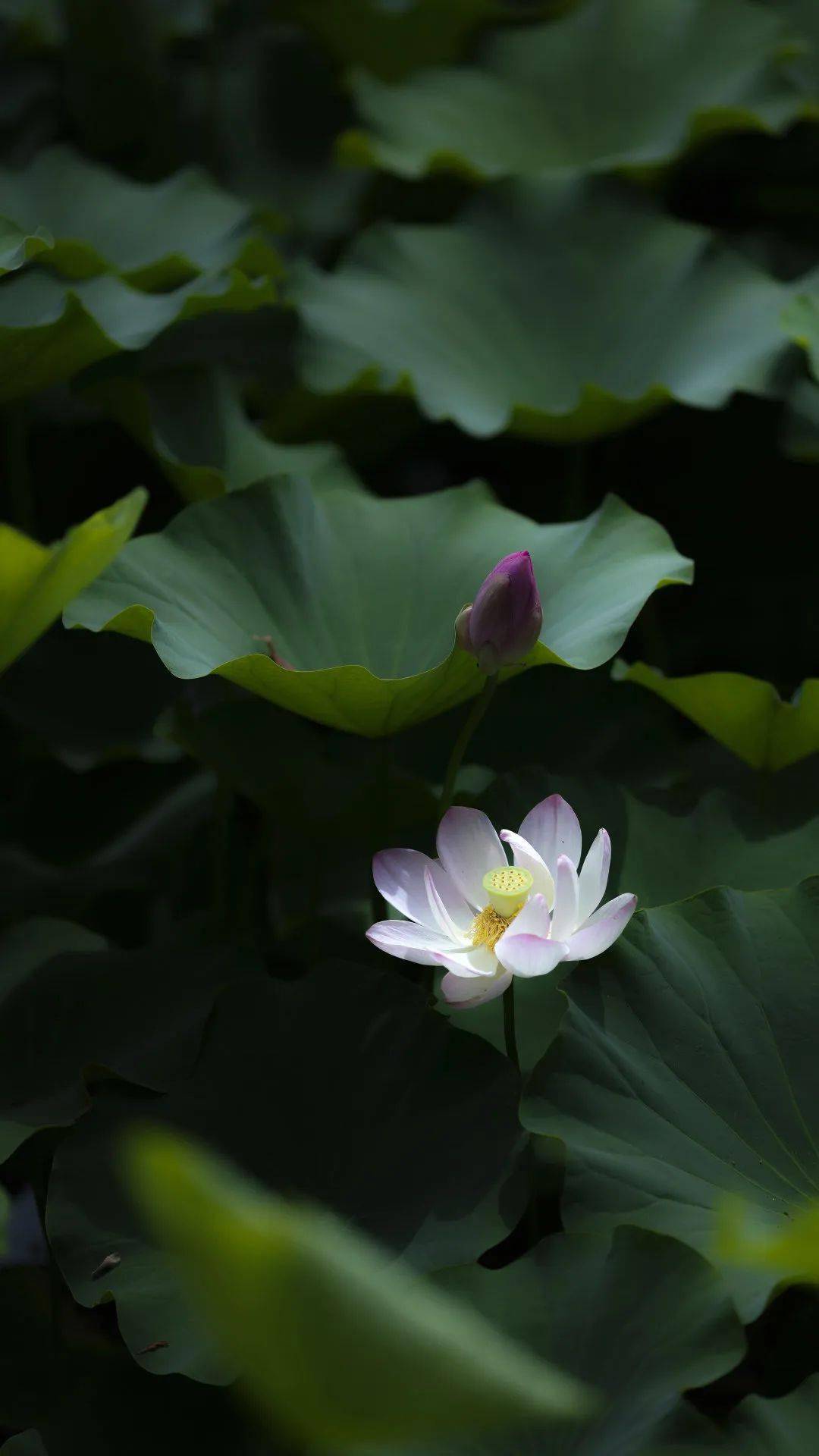 手机搜狐版手机搜狗浏览器下载