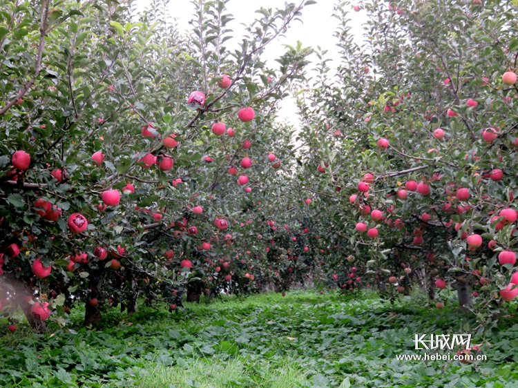 唐山苹果版(唐山plus官网下载)-第5张图片-QuickQ官网 唐山苹果版(唐山plus官网下载)-第5张图片-QuickQ官网