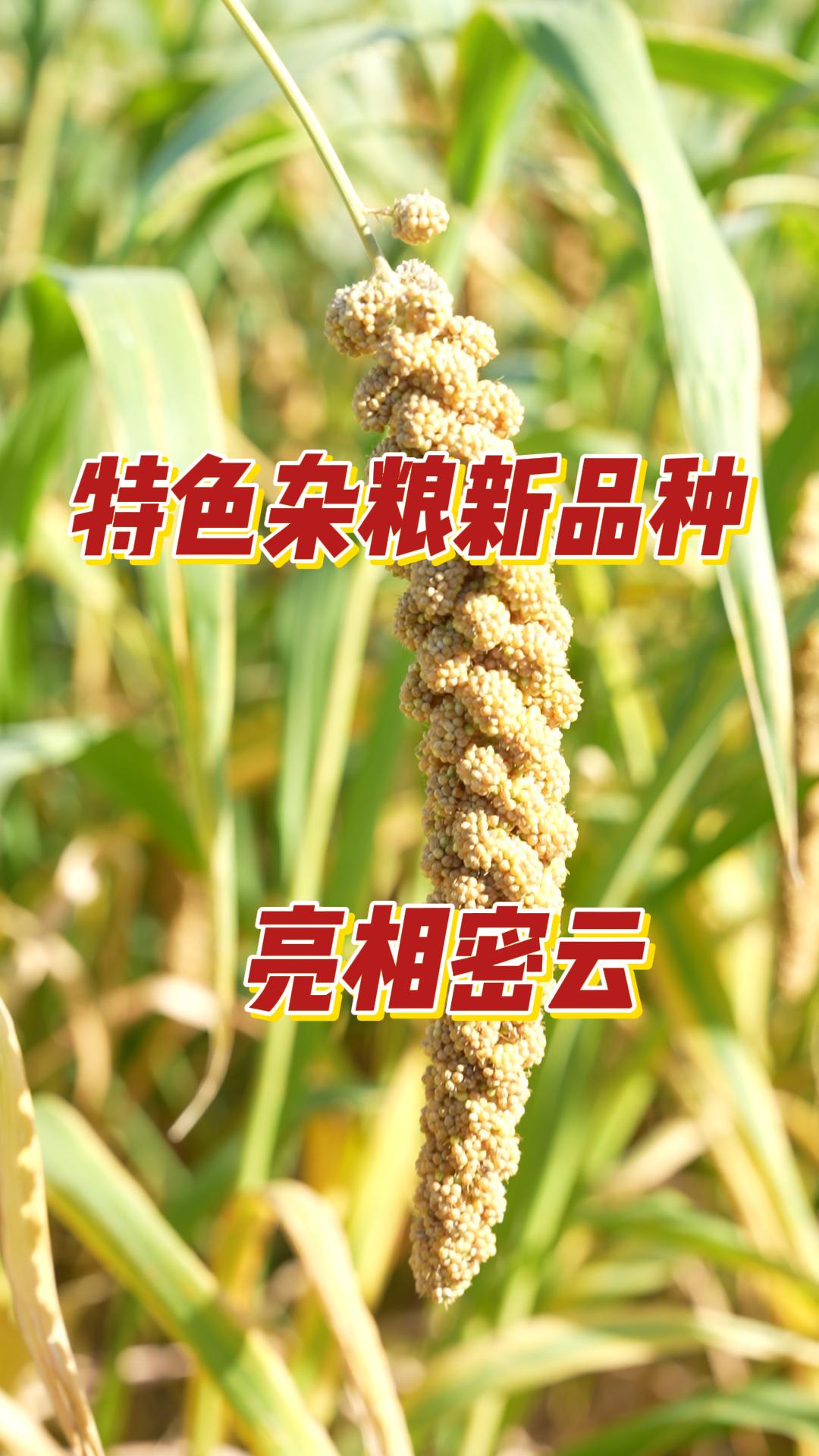 中国杂粮网手机版(中国杂粮技术研究中心)-第4张图片-QuickQ官网 中国杂粮网手机版(中国杂粮技术研究中心)-第4张图片-QuickQ官网