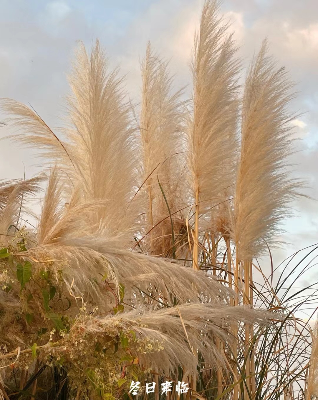 心之火手机铃声版(手机铃声下载免费版)-第5张图片-QuickQ官网 心之火手机铃声版(手机铃声下载免费版)-第5张图片-QuickQ官网