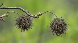 枫苹果版(枫 720p 下载)-第4张图片-QuickQ官网